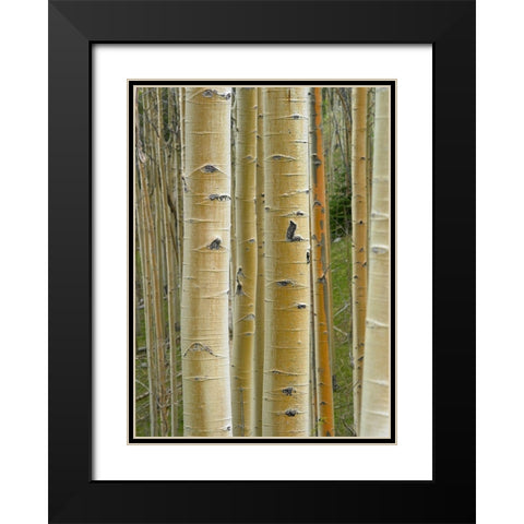 Aspen Grove II Black Modern Wood Framed Art Print with Double Matting by Fitzharris, Tim