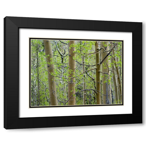 Aspen Grove III Black Modern Wood Framed Art Print with Double Matting by Fitzharris, Tim