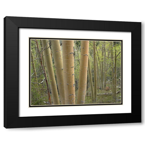 Aspen Grove IV Black Modern Wood Framed Art Print with Double Matting by Fitzharris, Tim