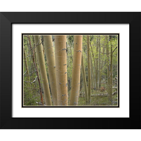 Aspen Grove IV Black Modern Wood Framed Art Print with Double Matting by Fitzharris, Tim