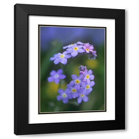 Forget me nots Black Modern Wood Framed Art Print with Double Matting by Fitzharris, Tim