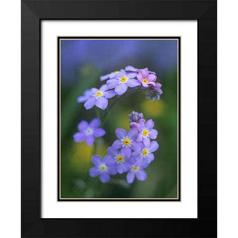 Forget me nots Black Modern Wood Framed Art Print with Double Matting by Fitzharris, Tim