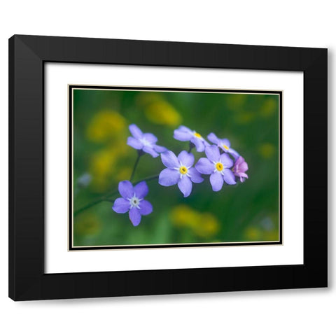 Forget me nots Black Modern Wood Framed Art Print with Double Matting by Fitzharris, Tim