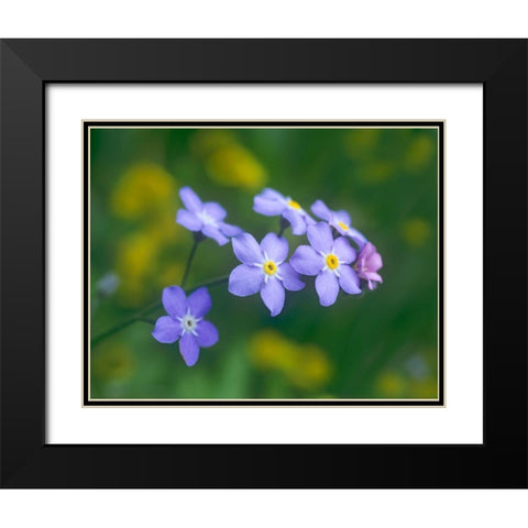 Forget me nots Black Modern Wood Framed Art Print with Double Matting by Fitzharris, Tim