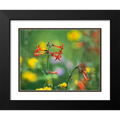 Scarlet Gilia Black Modern Wood Framed Art Print with Double Matting by Fitzharris, Tim