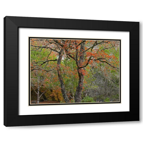 Lost Maples State Park-Texas Black Modern Wood Framed Art Print with Double Matting by Fitzharris, Tim