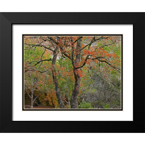 Lost Maples State Park-Texas Black Modern Wood Framed Art Print with Double Matting by Fitzharris, Tim