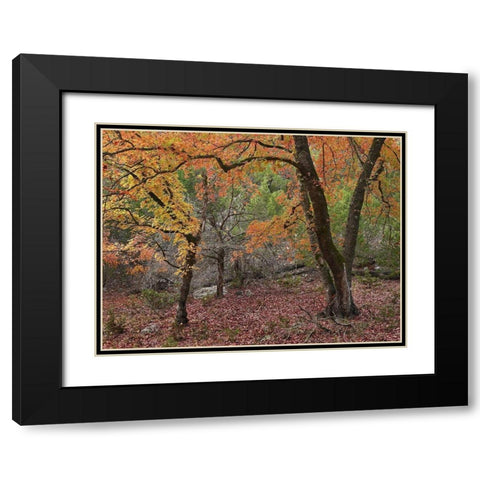 Uvalde Bigtooth Maples Black Modern Wood Framed Art Print with Double Matting by Fitzharris, Tim