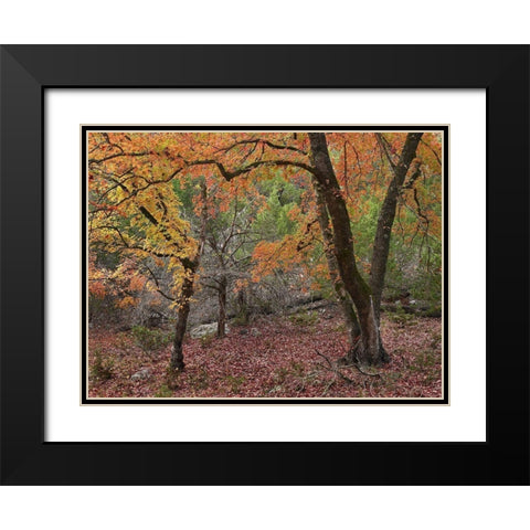 Uvalde Bigtooth Maples Black Modern Wood Framed Art Print with Double Matting by Fitzharris, Tim