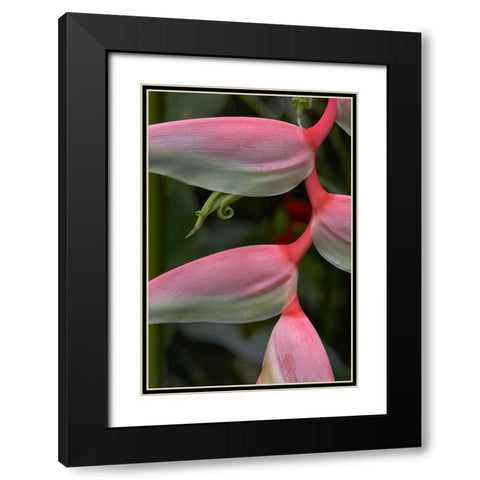 Heleconia I Black Modern Wood Framed Art Print with Double Matting by Fitzharris, Tim