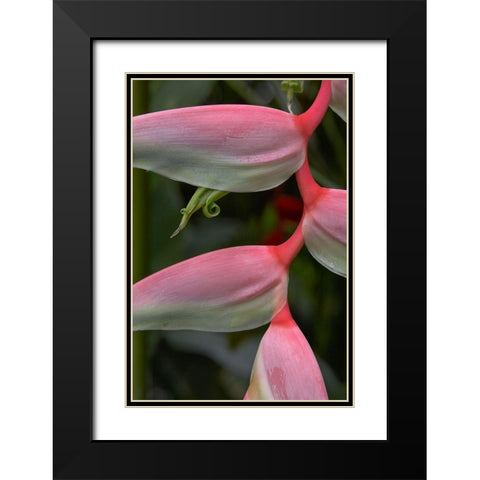 Heleconia I Black Modern Wood Framed Art Print with Double Matting by Fitzharris, Tim