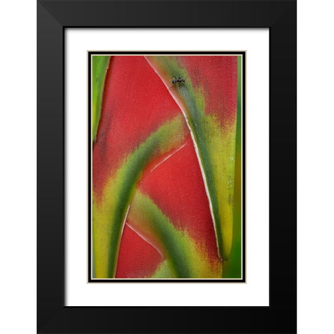 Ant on Heleconia I Black Modern Wood Framed Art Print with Double Matting by Fitzharris, Tim