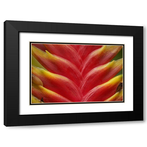 Heleconia II Black Modern Wood Framed Art Print with Double Matting by Fitzharris, Tim