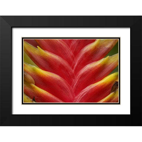 Heleconia II Black Modern Wood Framed Art Print with Double Matting by Fitzharris, Tim