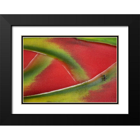 Ant on Heleconia II Black Modern Wood Framed Art Print with Double Matting by Fitzharris, Tim