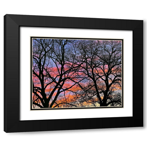 Cottonwood Tree at Sunset Black Modern Wood Framed Art Print with Double Matting by Fitzharris, Tim