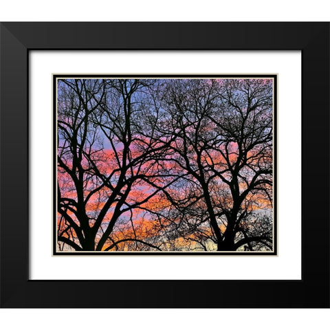 Cottonwood Tree at Sunset Black Modern Wood Framed Art Print with Double Matting by Fitzharris, Tim