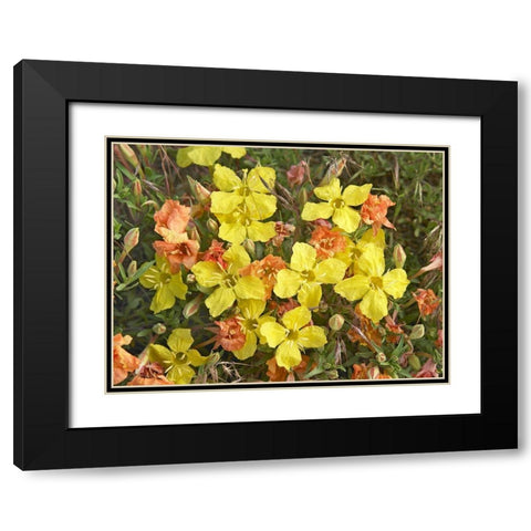 Yellow Evening Primrose Black Modern Wood Framed Art Print with Double Matting by Fitzharris, Tim