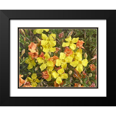 Yellow Evening Primrose Black Modern Wood Framed Art Print with Double Matting by Fitzharris, Tim