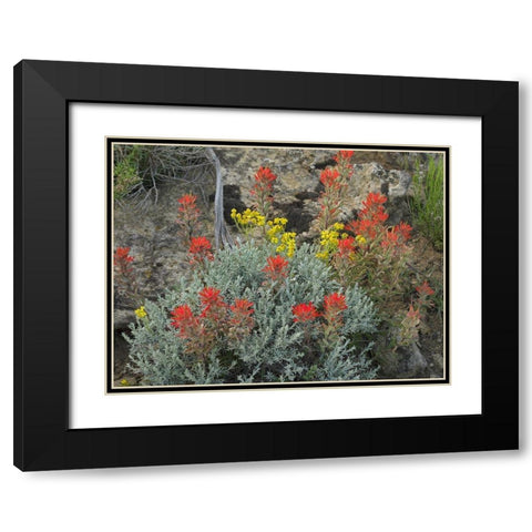 Indian Paintbrush I Black Modern Wood Framed Art Print with Double Matting by Fitzharris, Tim