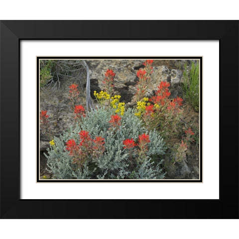 Indian Paintbrush I Black Modern Wood Framed Art Print with Double Matting by Fitzharris, Tim