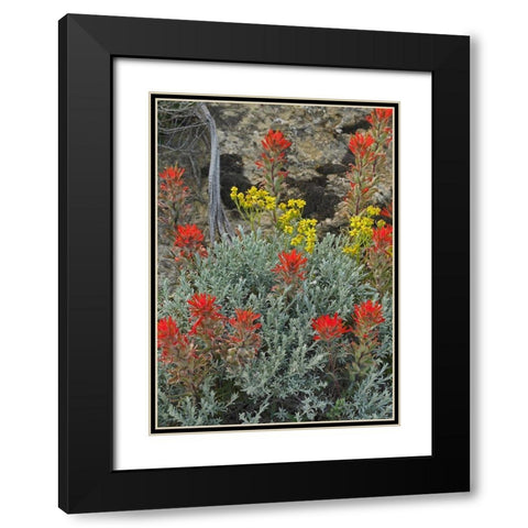 Indian Paintbrush II Black Modern Wood Framed Art Print with Double Matting by Fitzharris, Tim