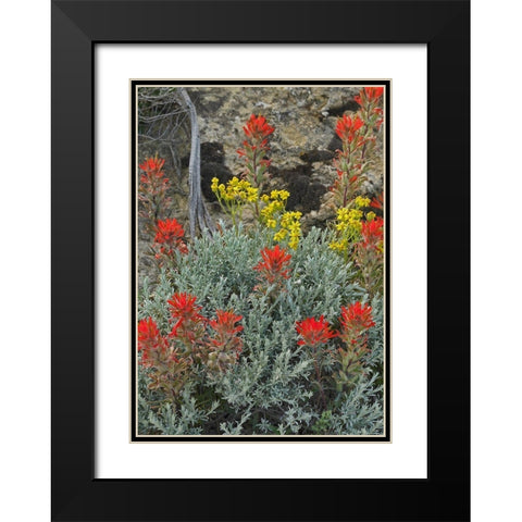 Indian Paintbrush II Black Modern Wood Framed Art Print with Double Matting by Fitzharris, Tim