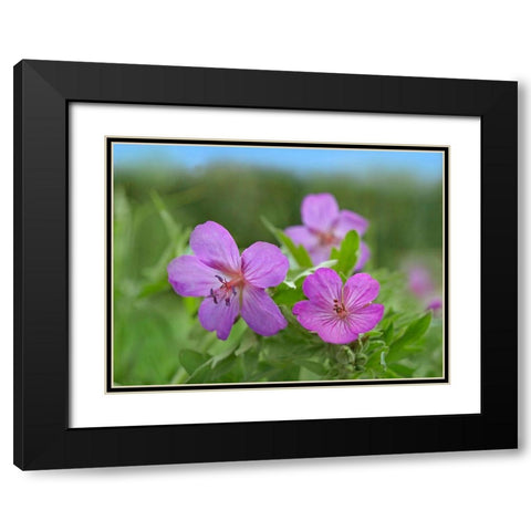 Sticky Geraniums Black Modern Wood Framed Art Print with Double Matting by Fitzharris, Tim