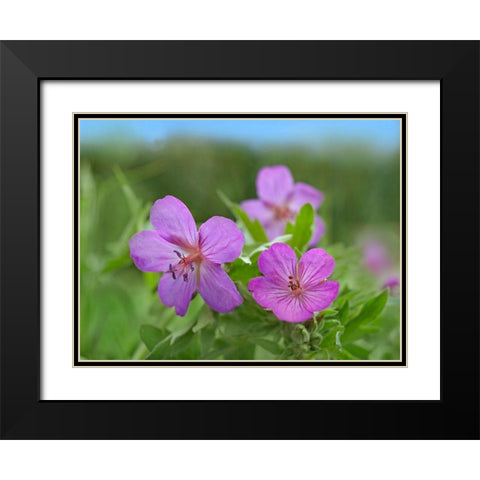 Sticky Geraniums Black Modern Wood Framed Art Print with Double Matting by Fitzharris, Tim