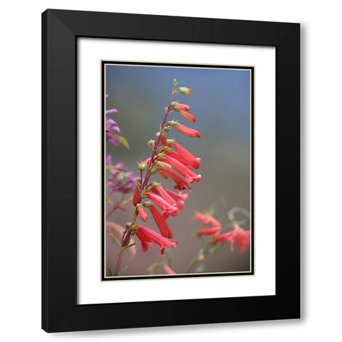 Firecracker Penstemon Black Modern Wood Framed Art Print with Double Matting by Fitzharris, Tim