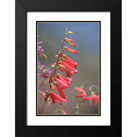 Firecracker Penstemon Black Modern Wood Framed Art Print with Double Matting by Fitzharris, Tim