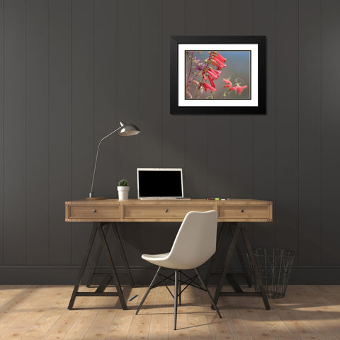 Firecracker Penstemon Black Modern Wood Framed Art Print with Double Matting by Fitzharris, Tim