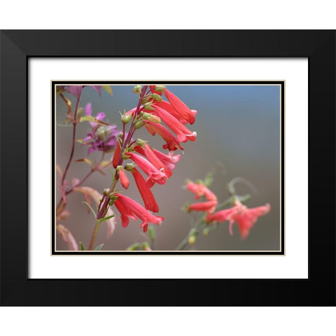 Firecracker Penstemon Black Modern Wood Framed Art Print with Double Matting by Fitzharris, Tim