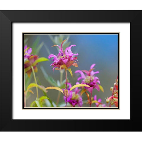 Lemon Mint Wildflowers Black Modern Wood Framed Art Print with Double Matting by Fitzharris, Tim