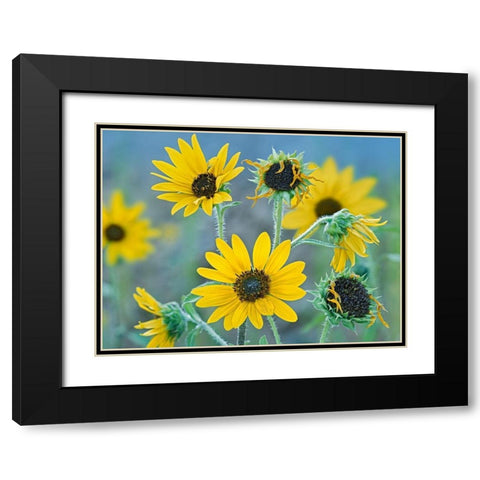 Priarie Sunflowers I Black Modern Wood Framed Art Print with Double Matting by Fitzharris, Tim