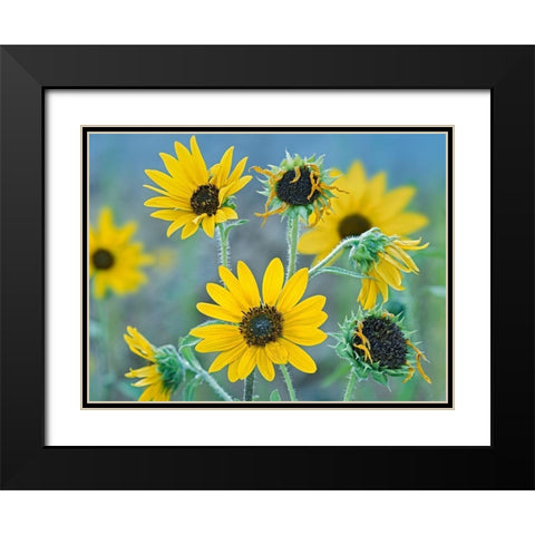 Priarie Sunflowers I Black Modern Wood Framed Art Print with Double Matting by Fitzharris, Tim