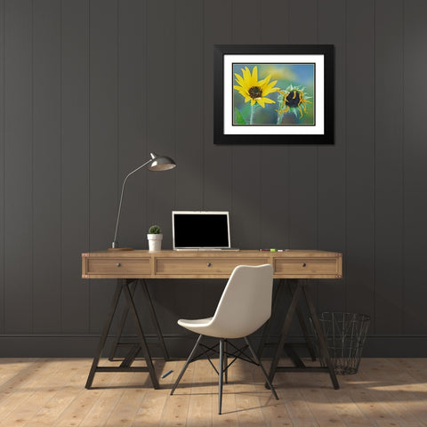 Priarie Sunflowers II Black Modern Wood Framed Art Print with Double Matting by Fitzharris, Tim