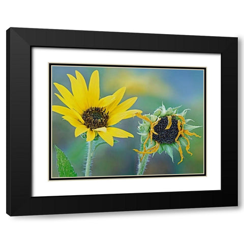 Priarie Sunflowers II Black Modern Wood Framed Art Print with Double Matting by Fitzharris, Tim