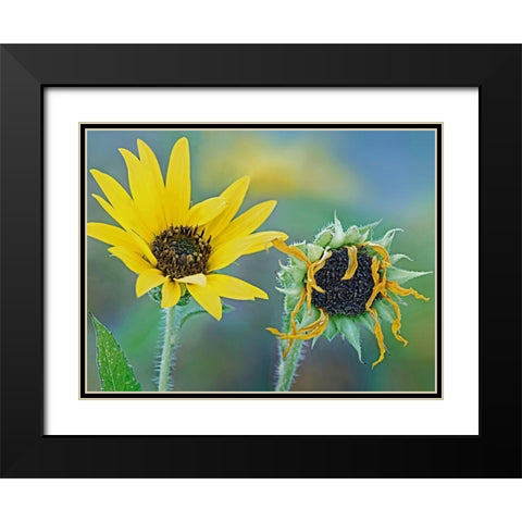 Priarie Sunflowers II Black Modern Wood Framed Art Print with Double Matting by Fitzharris, Tim