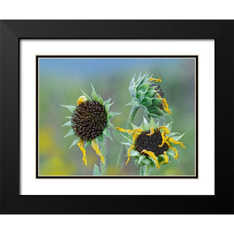 Prairie Sunflowers III  Black Modern Wood Framed Art Print with Double Matting by Fitzharris, Tim