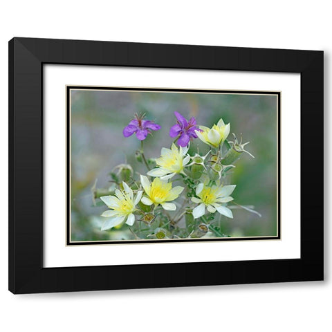 Adonis Blazingstar and wild geranium Black Modern Wood Framed Art Print with Double Matting by Fitzharris, Tim