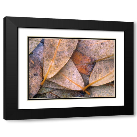 Frozen Willow Leaves Black Modern Wood Framed Art Print with Double Matting by Fitzharris, Tim
