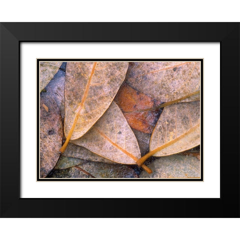 Frozen Willow Leaves Black Modern Wood Framed Art Print with Double Matting by Fitzharris, Tim