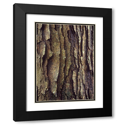 White Oak Bark  Black Modern Wood Framed Art Print with Double Matting by Fitzharris, Tim