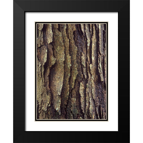 White Oak Bark  Black Modern Wood Framed Art Print with Double Matting by Fitzharris, Tim