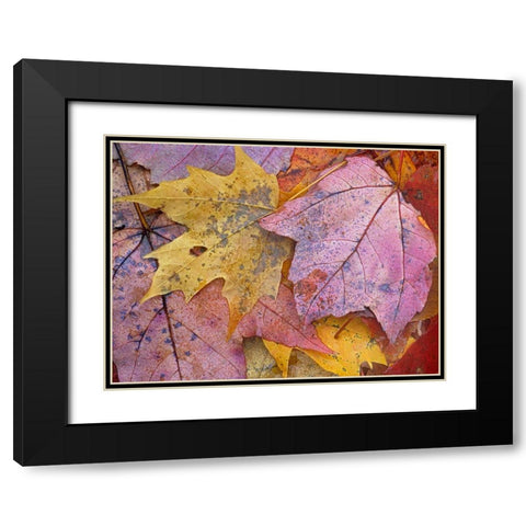 Sugar and Red Maple Leaves Black Modern Wood Framed Art Print with Double Matting by Fitzharris, Tim