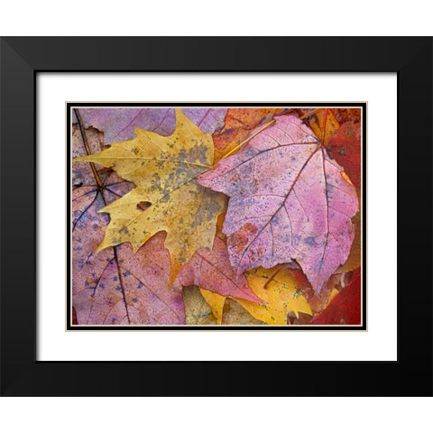 Sugar and Red Maple Leaves Black Modern Wood Framed Art Print with Double Matting by Fitzharris, Tim