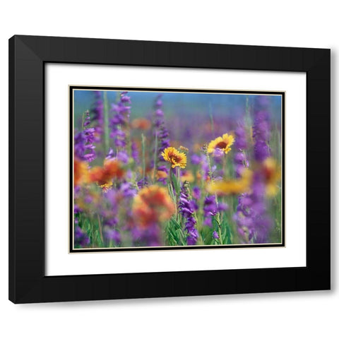 Ailardia and Rocky Mountain Penstemons Black Modern Wood Framed Art Print with Double Matting by Fitzharris, Tim