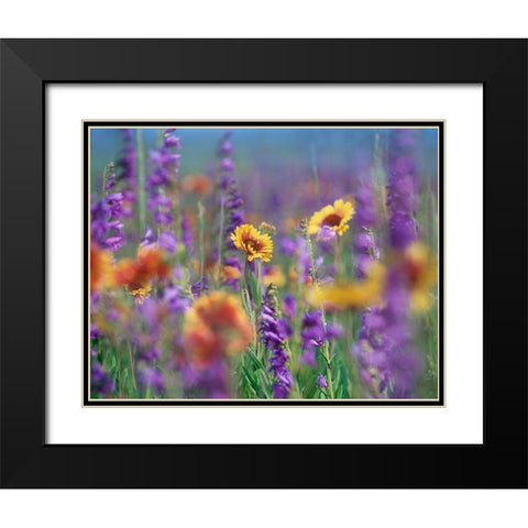 Ailardia and Rocky Mountain Penstemons Black Modern Wood Framed Art Print with Double Matting by Fitzharris, Tim
