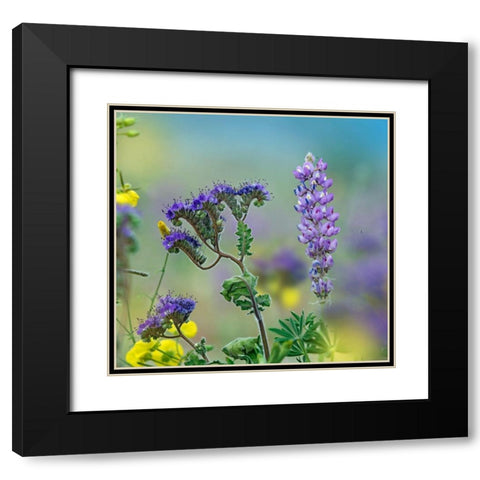 Blue Phacelia and Desert Lupine Black Modern Wood Framed Art Print with Double Matting by Fitzharris, Tim